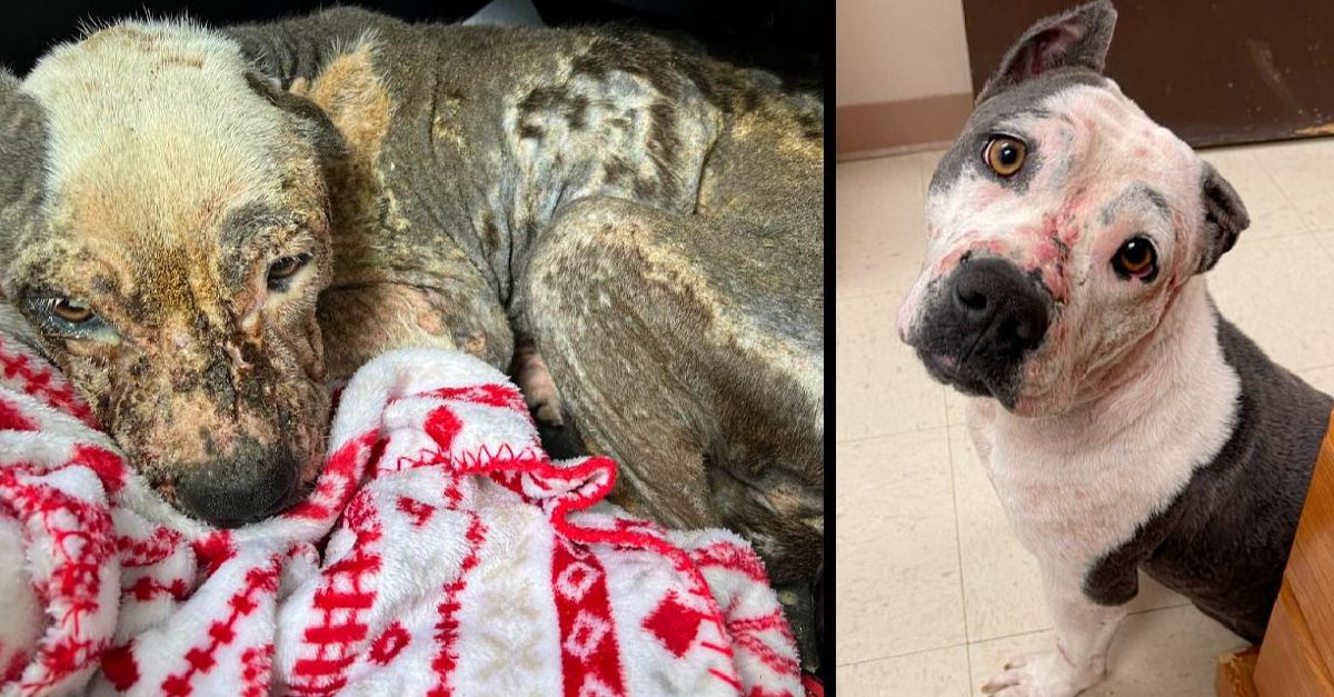 Rescuers Help Abandoned, Malnourished Pit Bull Begin Journey to Recovery