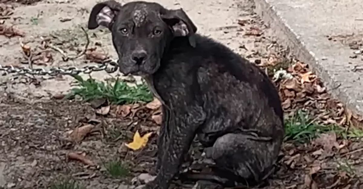 Rescuers Save Neglected Dog Chained 247, Helping Him Recover and Find Love