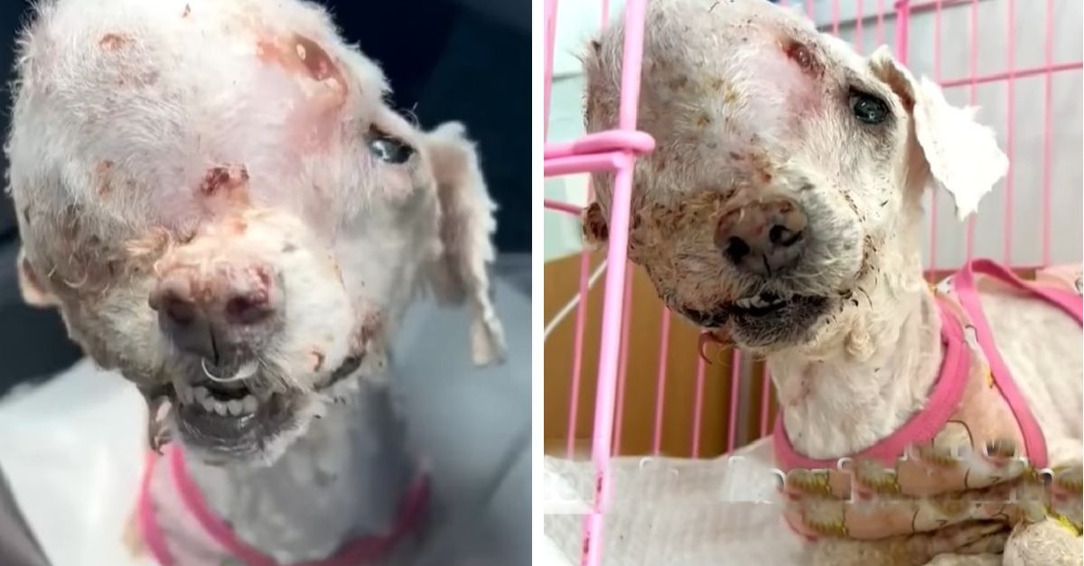 Sadly, a dog with a large tumor on her head was left on the streets, turned away by three hospital