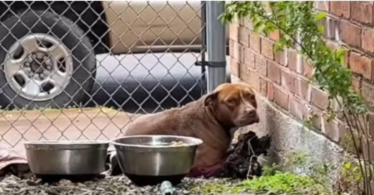 Scared and shivering pup finds hope in a heartwarming rescue