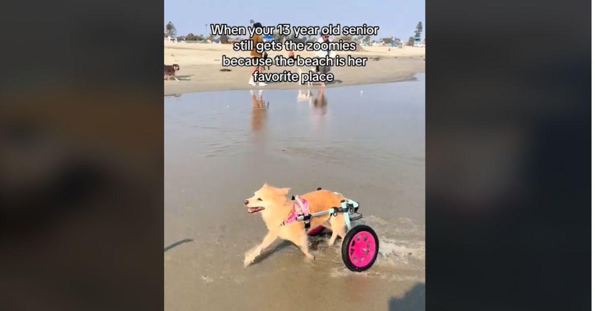 Senior Dog in Wheelchair Becomes a Puppy Again During Beach Visit