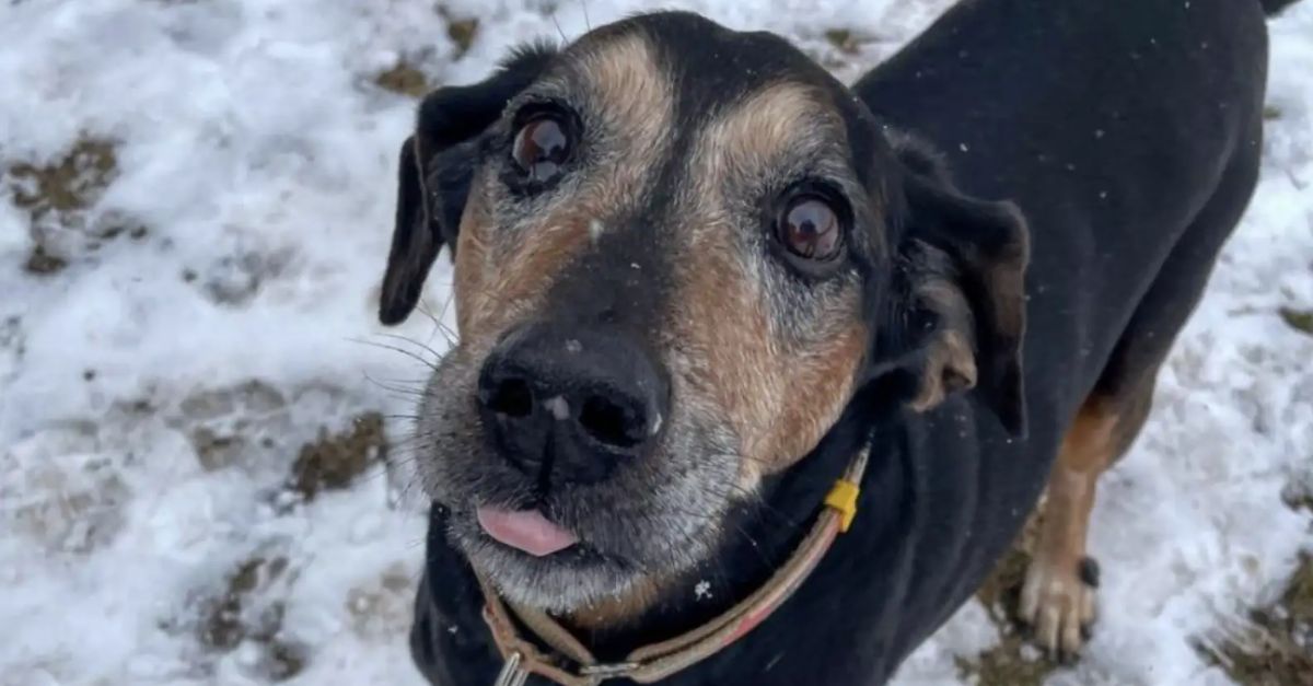 Senior Shelter Dog Has Waited 1,700+ Days for a Loving Family