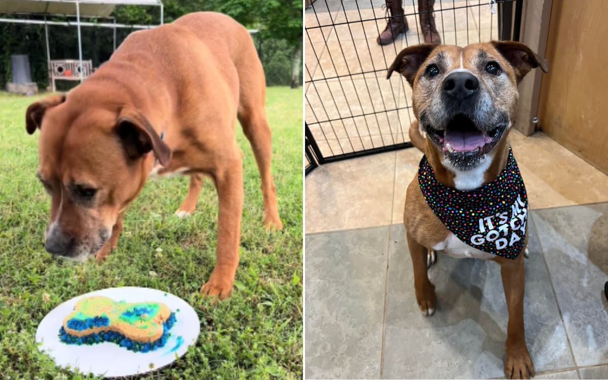 Senior Shelter Dog's Heartbreaking Milestone After Abandonment