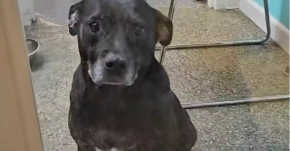 Senior dog adopted after 900 days at shelter, then returned, leaving him heartbroken