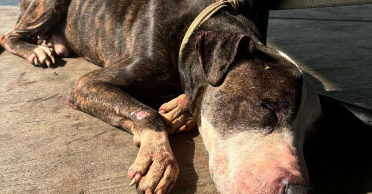 Senior dog found tied to picnic table with note 'He was a good boy.'