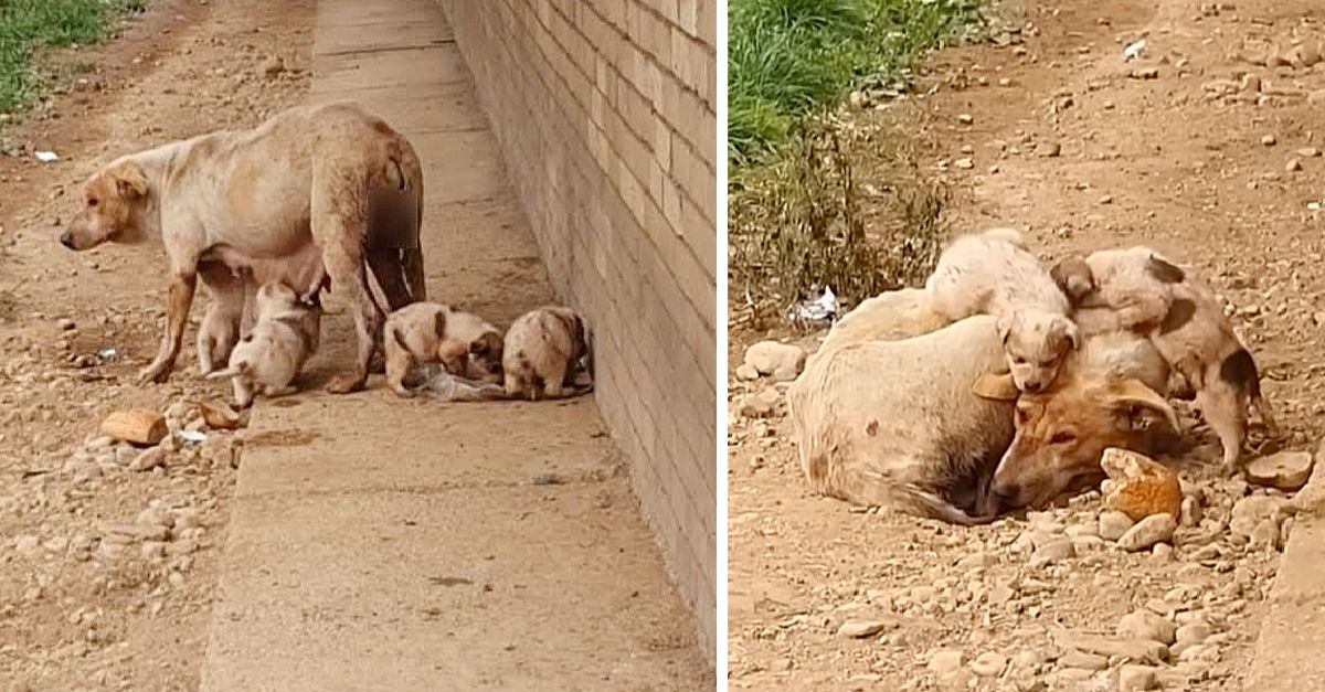 She endured alone, struggling to feed her puppies until she could no longer