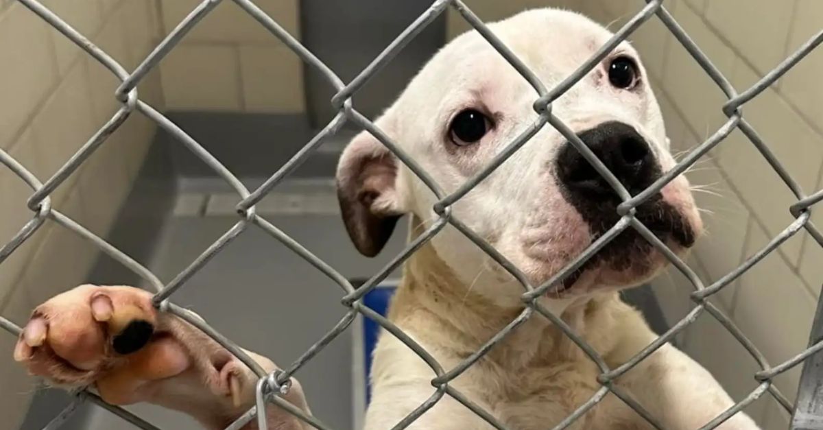 Shelter Dog Pleads for Adoption Through Kennel Bars, Heartbroken and Alone