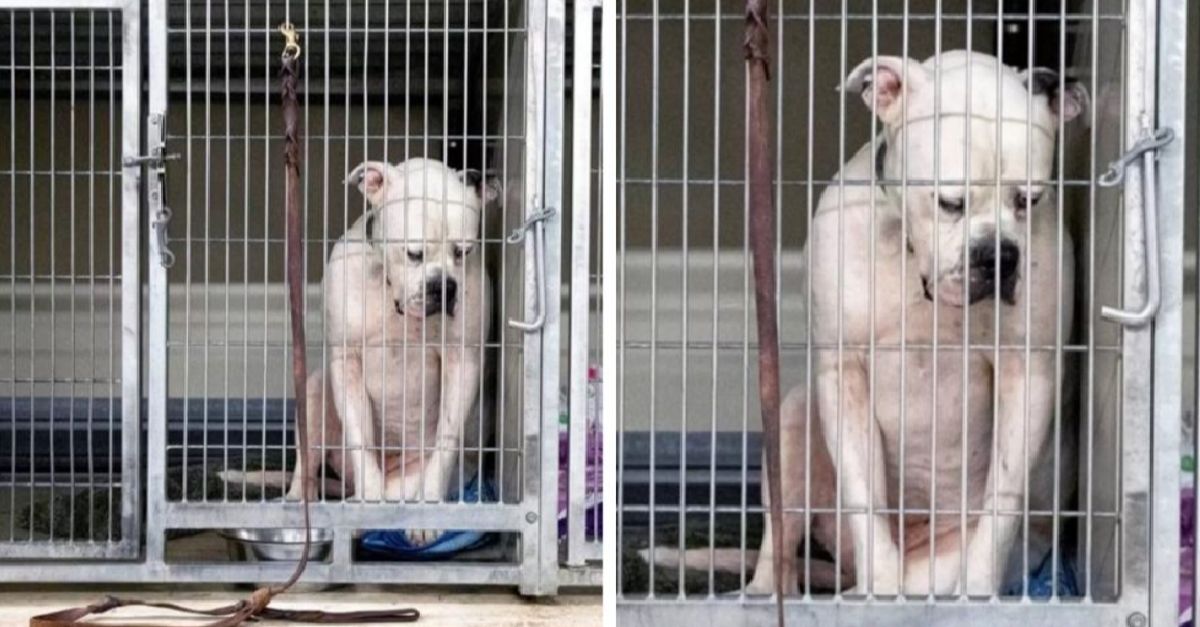 Shelter dog displays heartbreaking expression as he waits for adoption