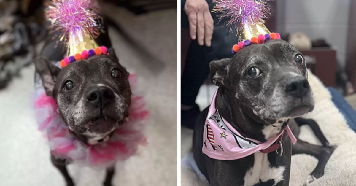 Shelter organizes a surprise party for an elderly dog that hasn't been adopted