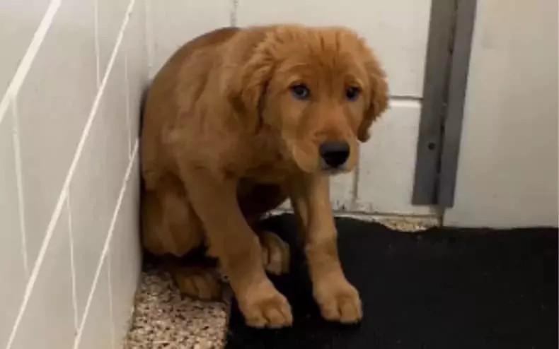 Shelter puppy struggles and shakes in the corner, tears in its eyes