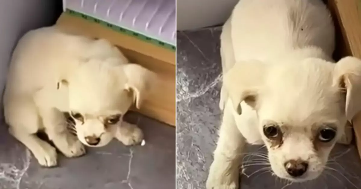 Shop Owner Tries to Shoo Puppy, But His Sad Eyes Win Her Over