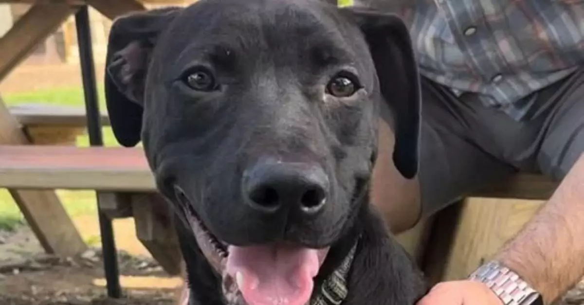 Shy pup left behind stays upbeat even after seven siblings were adopted in NC shelter