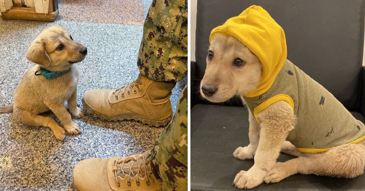 Stray Puppy Finds Unexpected Hero at Naval Base, Protects Survival