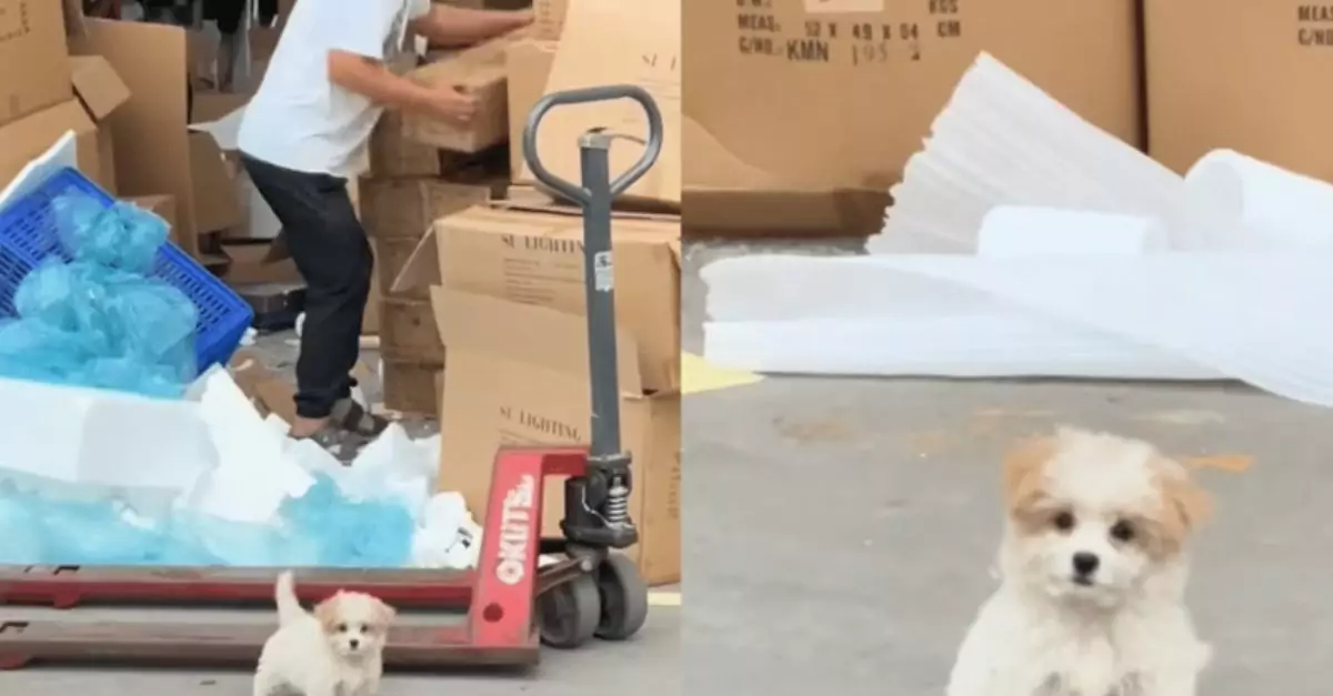 Stray Puppy’s Sweet ‘Wave’ Begs Woman to Choose Her for Adoption