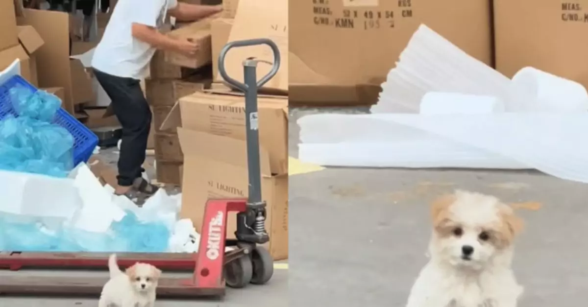 Stray puppy waves at woman, pleading for her to choose and take her home