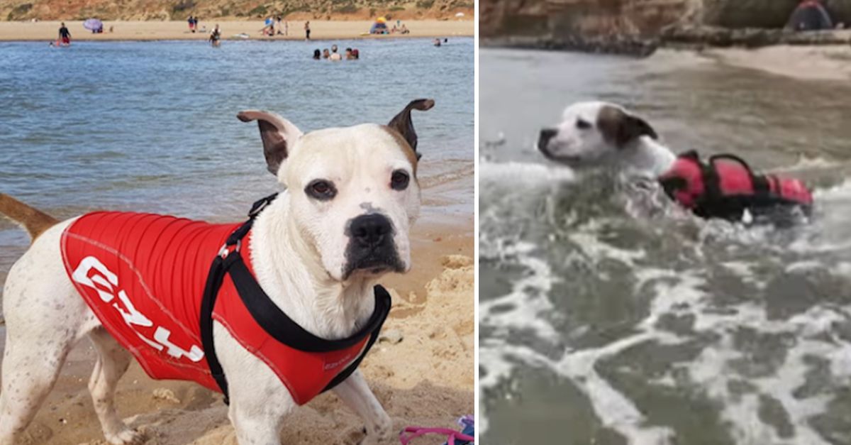 The Pit Bull Jumps Into Dangerous River to Rescue Boy from Drowning