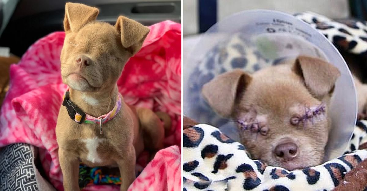 The abandoned blind dog has found a miracle a new home, owner, and happiness restored