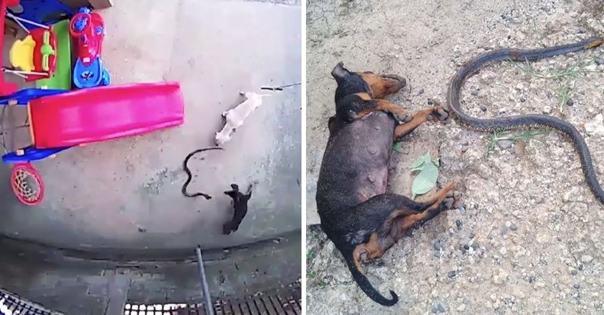 The brave dog went blind and died fighting a cobra to save the baby, leaving us deeply moved.