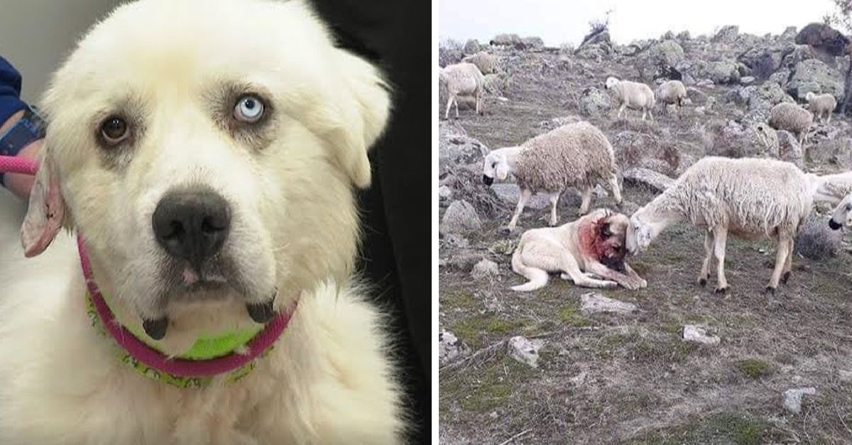 The breed featured in a viral photo shows a dog being comforted by a sheep it rescued from a wolf attack