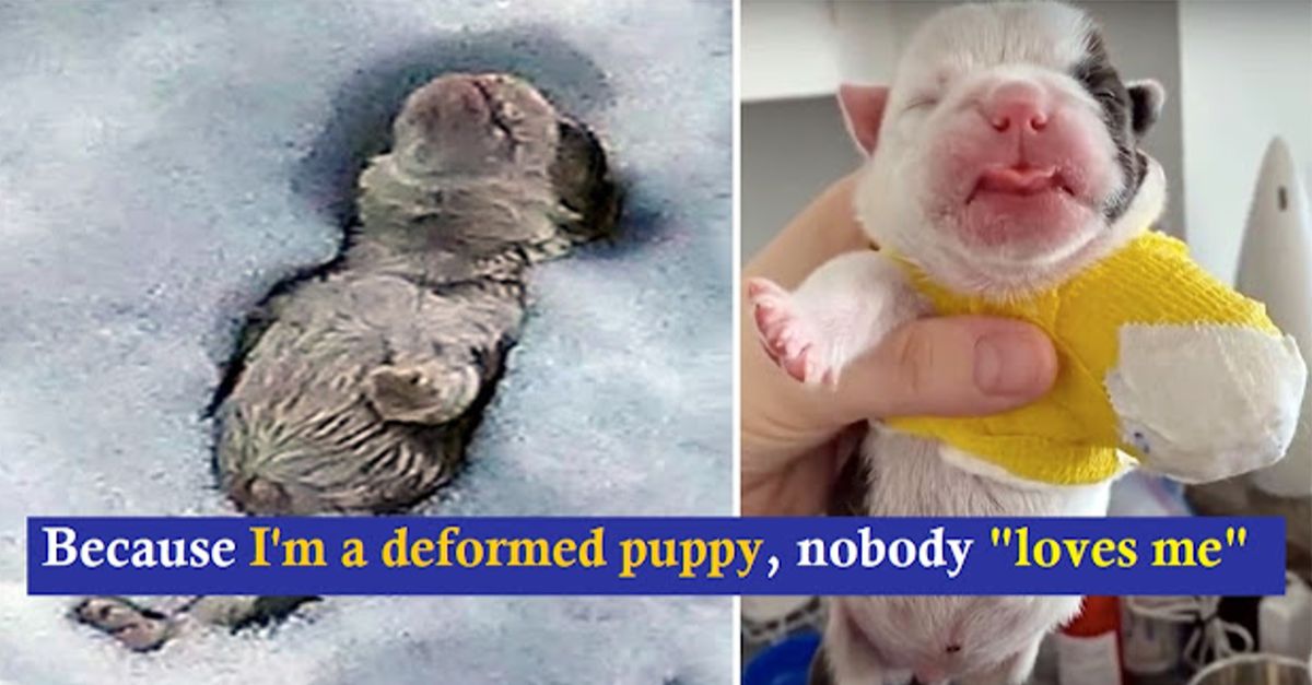 The bulldog born without foot was buried snow-bound cause his owner deeming him 'useless'