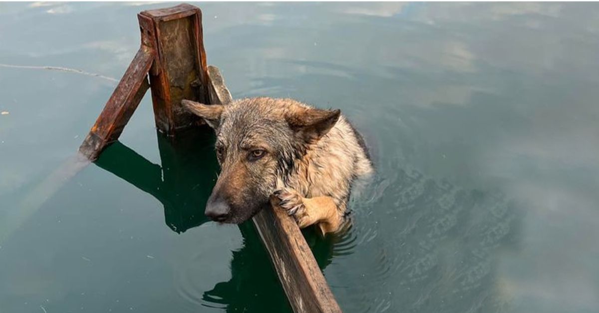 The dog clings to Lake Lytham's shores after being caught in the water at night