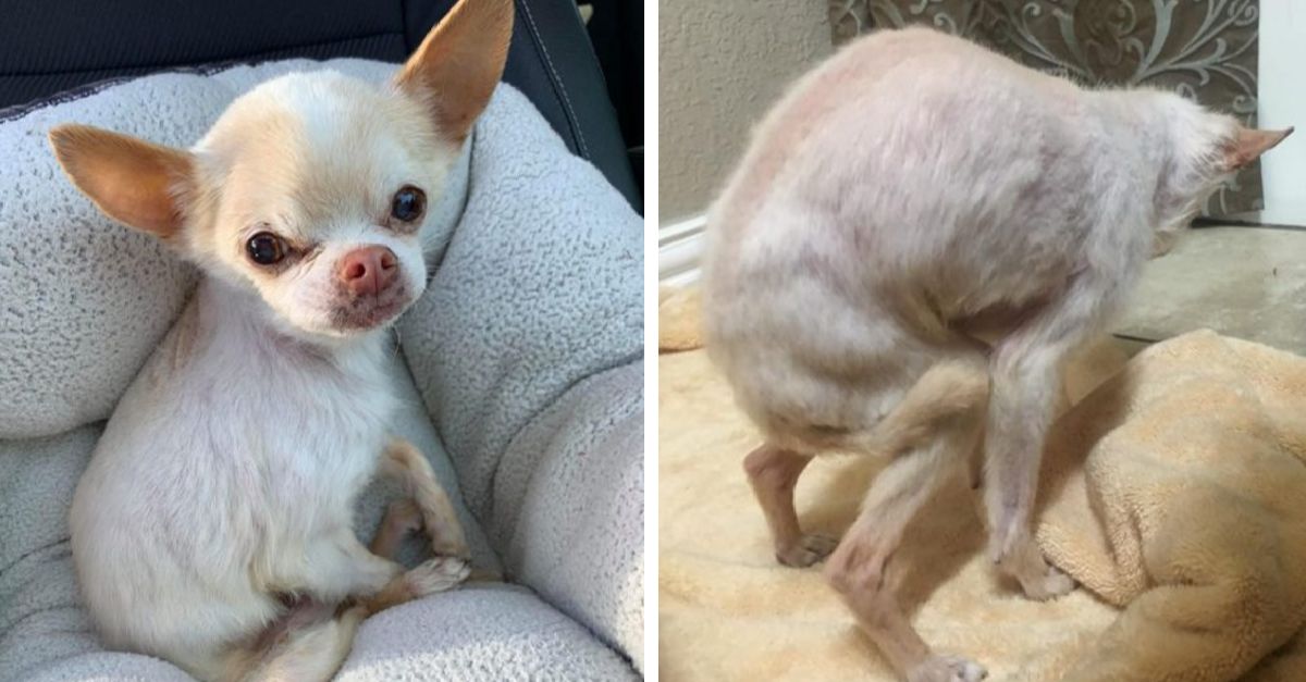 The dog cowers in fear after being abandoned by his love-promising owner for the third time