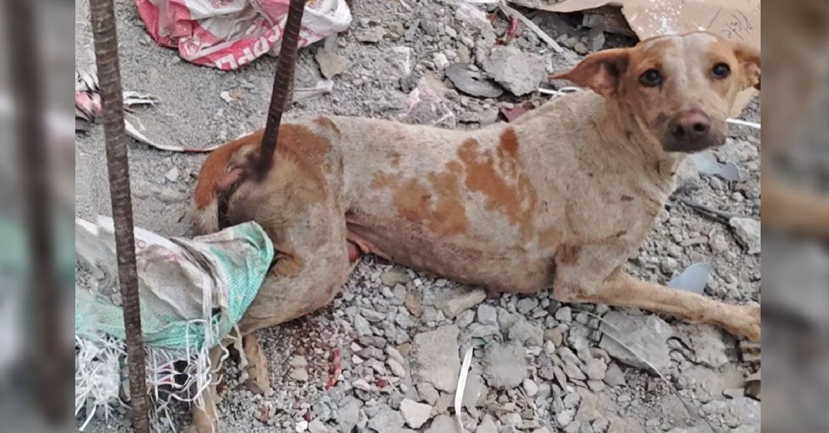 The dog pierced by the iron bar suffers pain, exhaustion, tears, and clings to hope