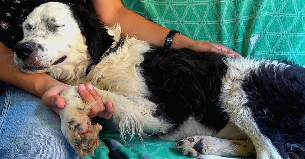 The dog quickly drifts into sleep on the rescuer's lap upon realizing she's been rescued