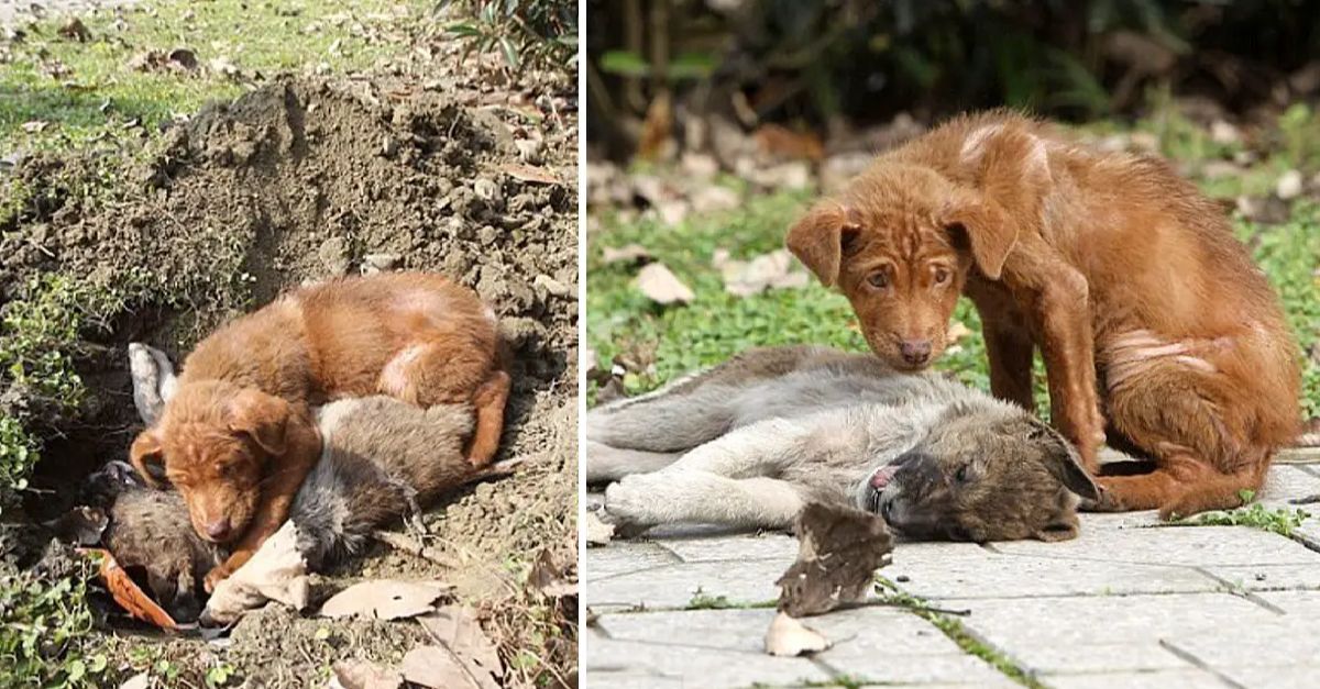 The dog stayed by his sister's side, comforting her in her final moments