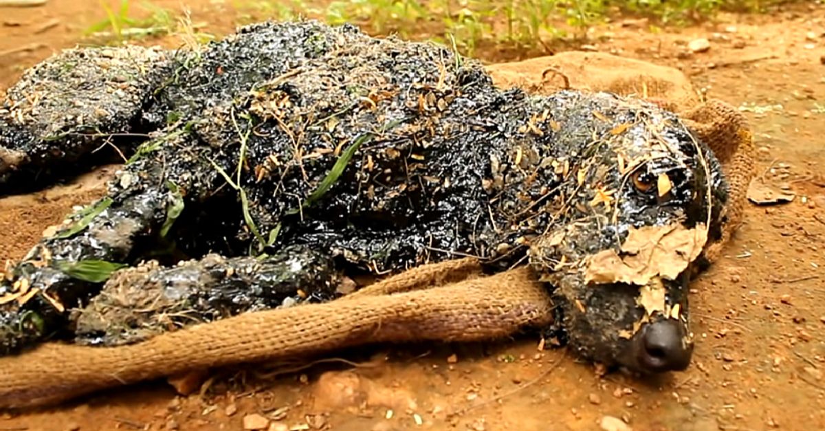 The dog stuck in the scalding tar couldn't move or seek aid