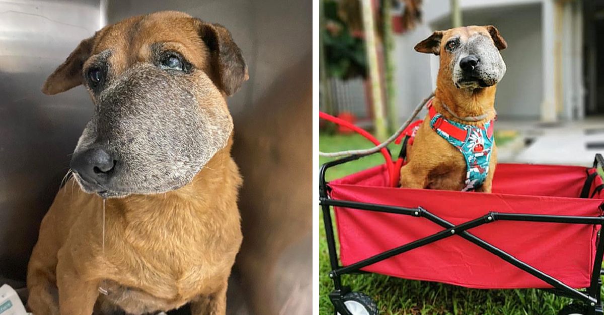 The dog with a swollen snout begged for life, showing her suffering