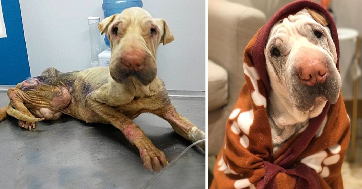 The emaciated dog, abandoned for days, was rescued and proved incredibly sweet