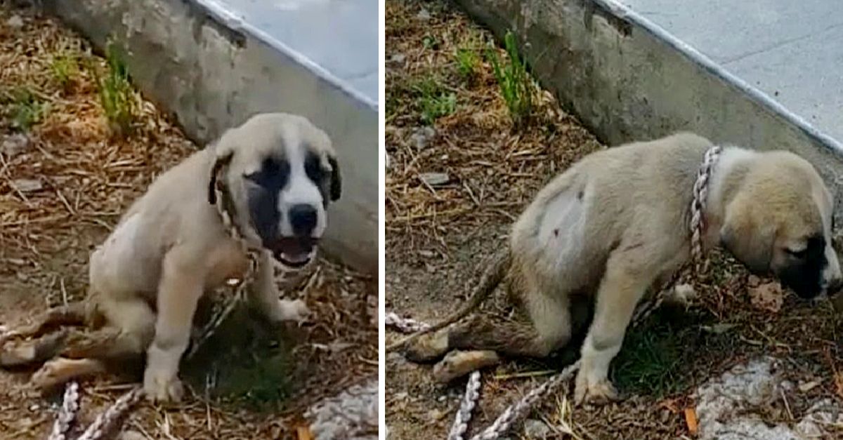 The emaciated dog lay still on the porch, desperate for help from passing strangers to no avail