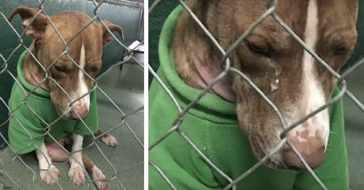 The forlorn puppy always dressed in a Christmas sweater and pleading for a home, faced a dwindling amount of time