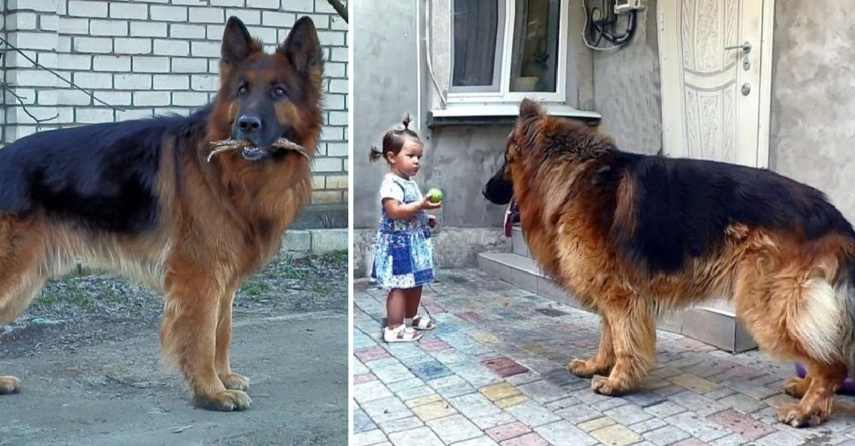 The girl saved a large dog from the market, which was unloved yet yearned for warmth and happiness