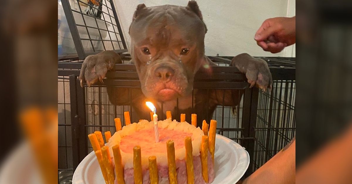 The homeless dog shed tears of joy as he was celebrated his first-ever birthday at the animal shelter