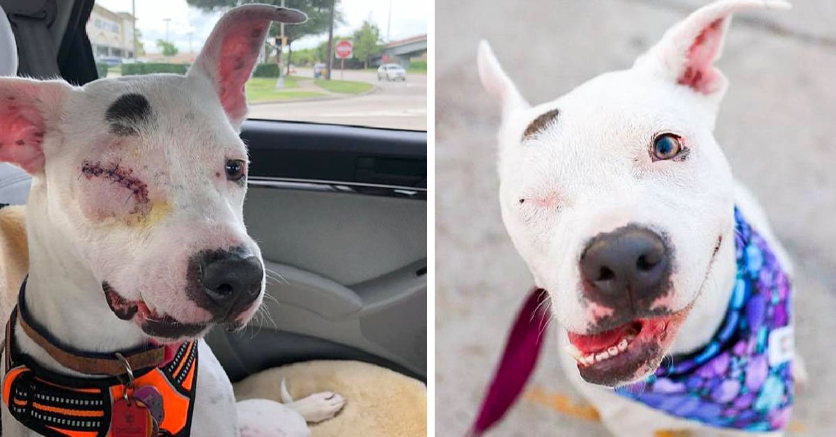 The one-eyed dog that was mistreated is now living her best life