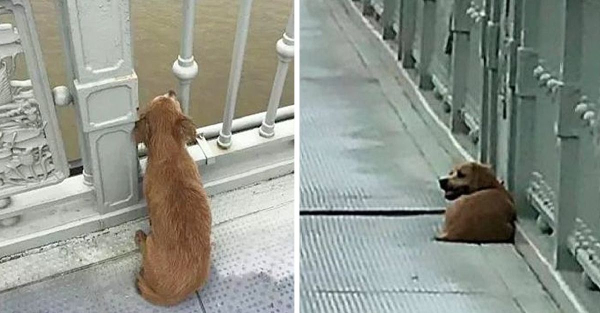 The owner jumped off the bridge, ending his life and leaving his loyal dog behind in solitude