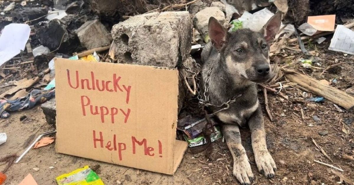 The poor dog stranded in the deserted street with a Help me! sign, brought tears to everyone