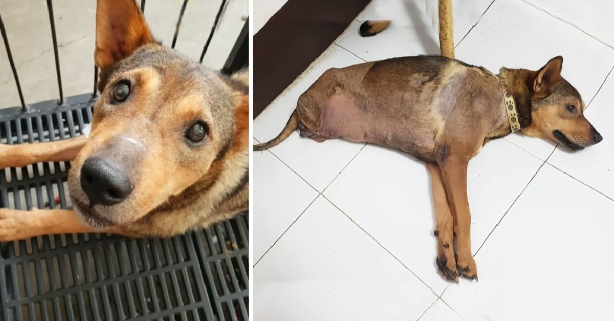 The unfortunate dog was hit by a train but persists against her fate