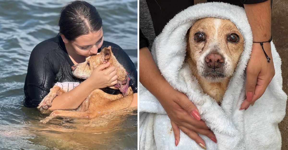 They took a terminally ill dog to the sea, making her happy until her last breath