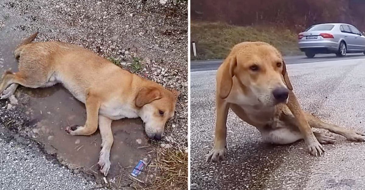 This dog lay still by the highway, soaked and desperately waiting for help