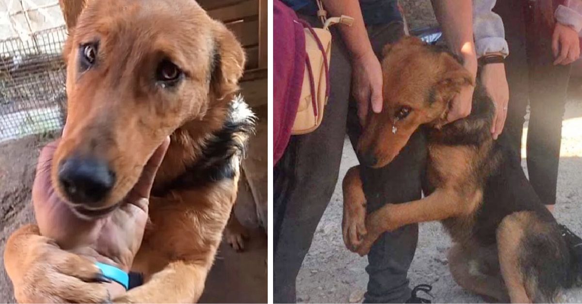 This dog pleads with strangers who stop to pet him on the street Please don't leave me alone there.