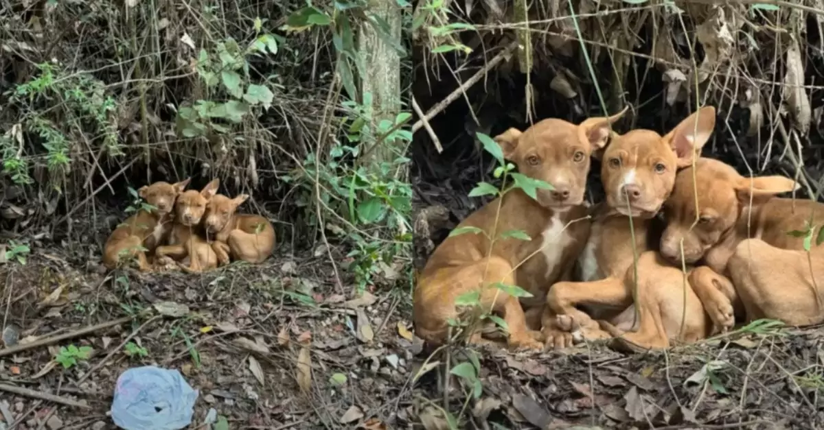 Three abandoned puppies found at the forest's edge urgently seek help