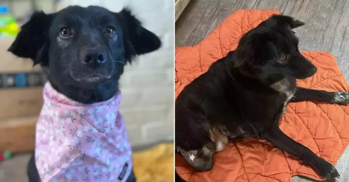 Two-Legged Rescue Dog Overcomes Limits and Seeks a Loving Home