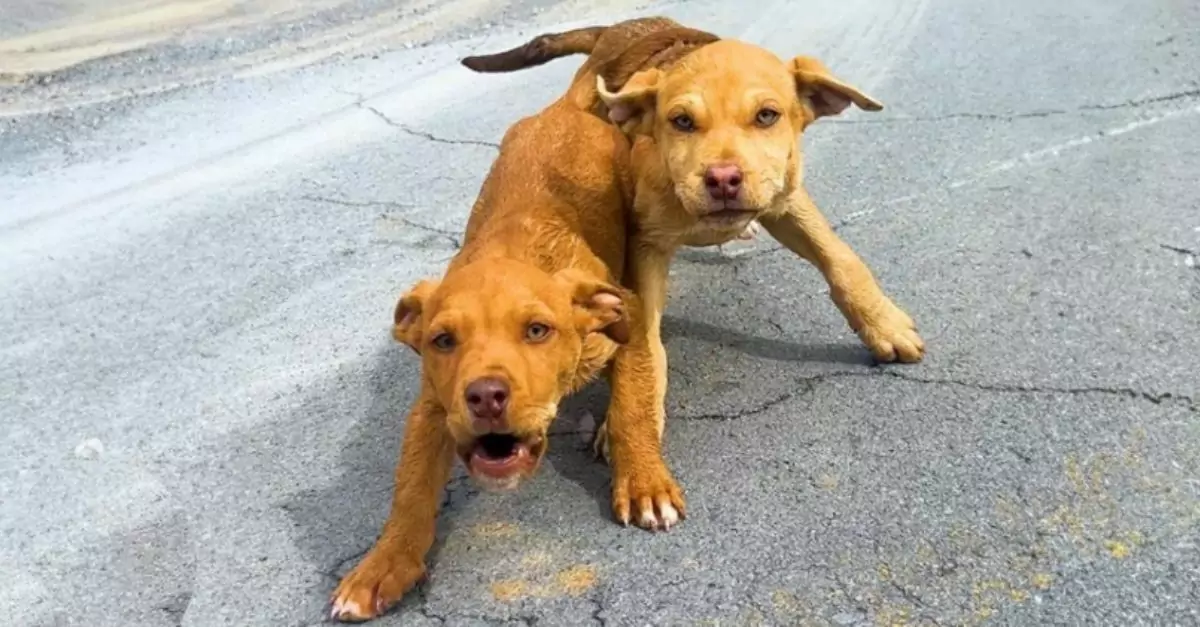 Two frantic puppies dashed in front of the right car