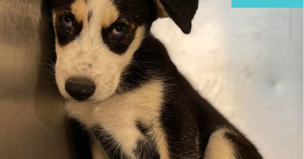 Urgent Scared puppy at crowded Dallas shelter needs emergency placement