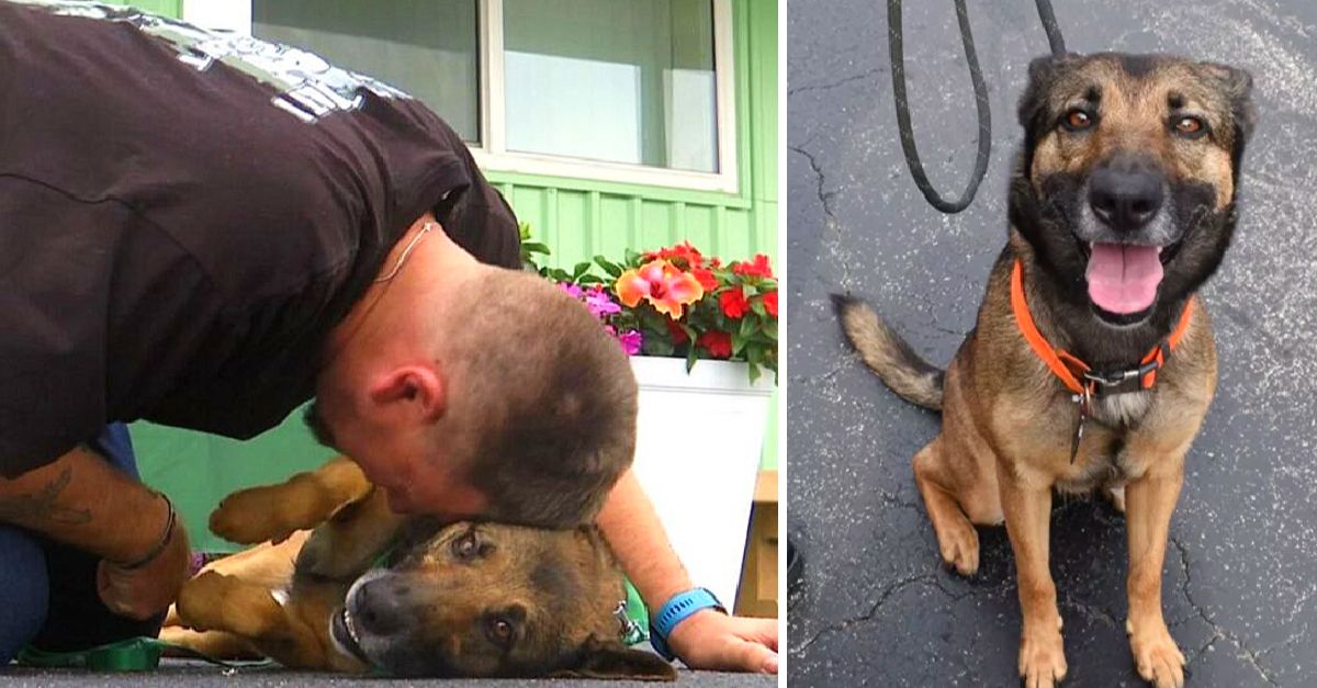 Veteran’s Service Dog Finds Renewed Purpose After Being Rescued From Balcony Fall