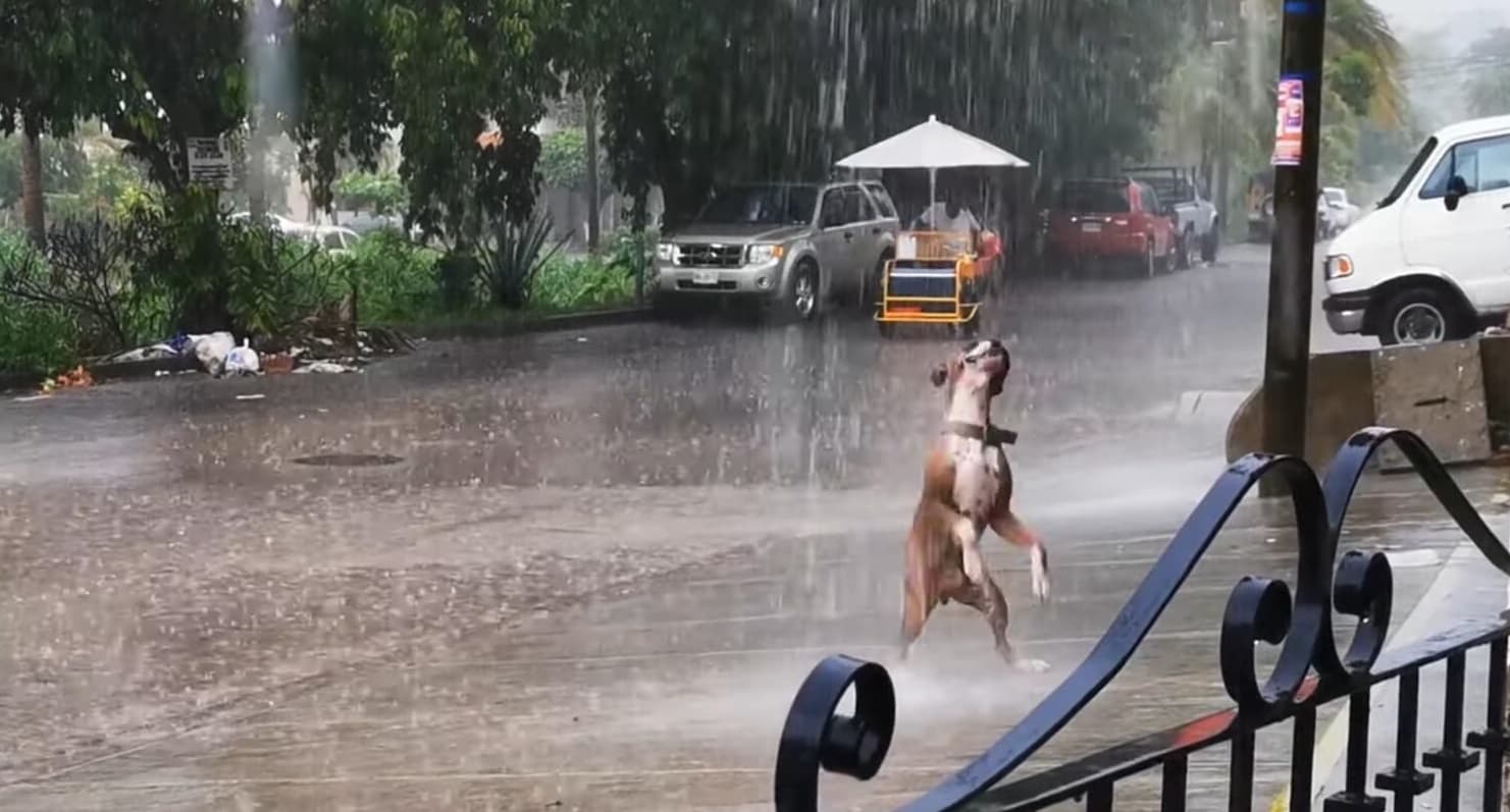 Rain shower = A spa day for the dog?