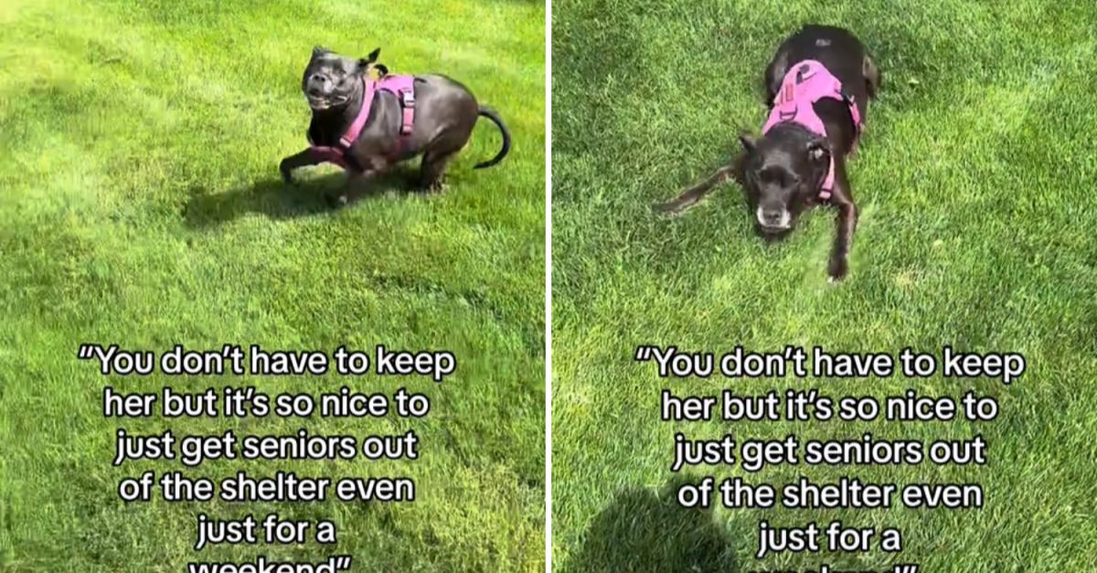 Woman Adopts Senior Dog After Taking It for a Walk